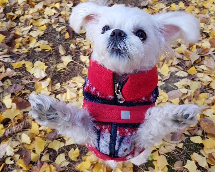 crop 툴을 사용 후 발 부분이 제거된 사진