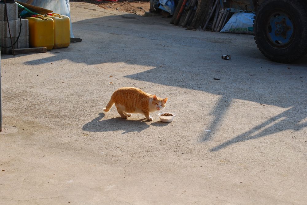 시골 집 고양이