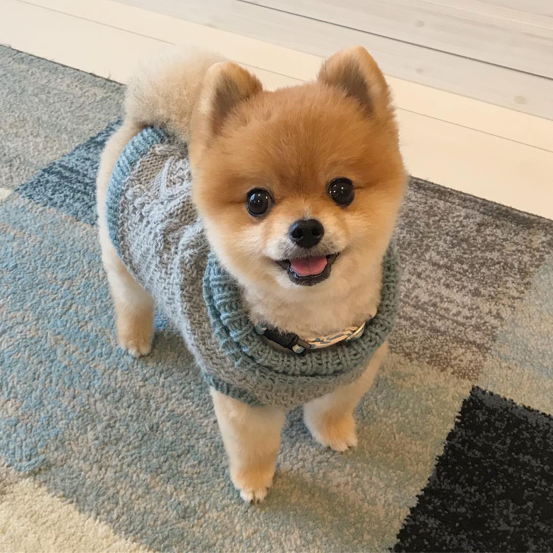  강아지 백내장 눈건강 관리