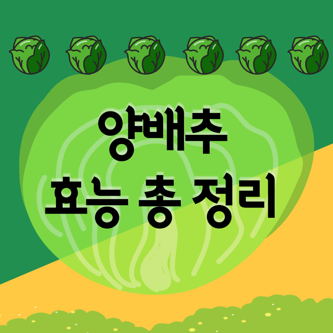  양배추 효능 / 보관법 / 세척법 / 먹는법 / 고르는 방법