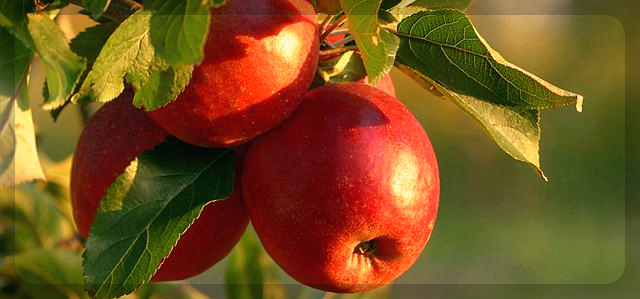 맛있는 사과는 잘 익은 사과다?