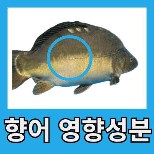 향어 영양성분