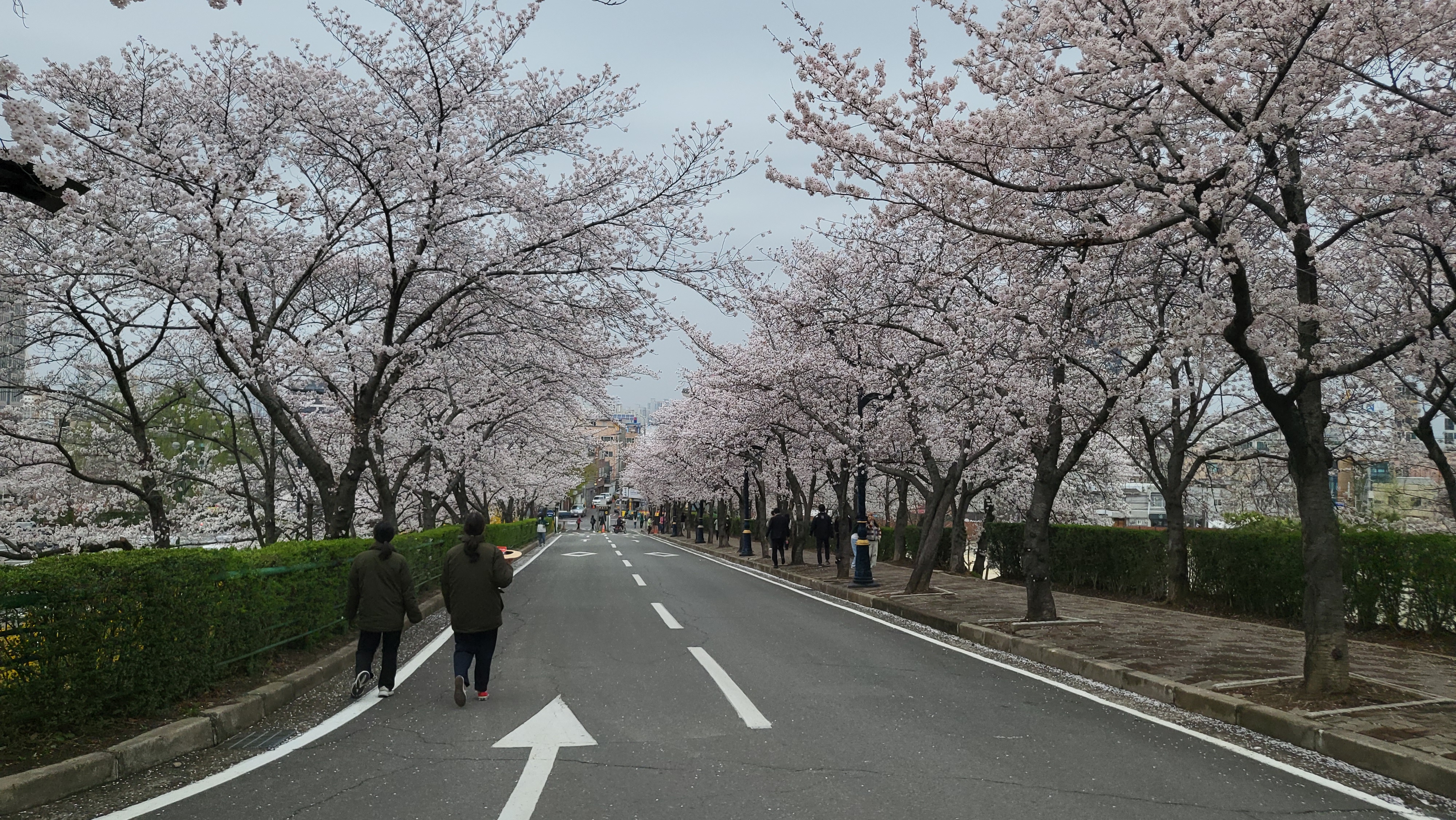 대구 벚꽃밭 10