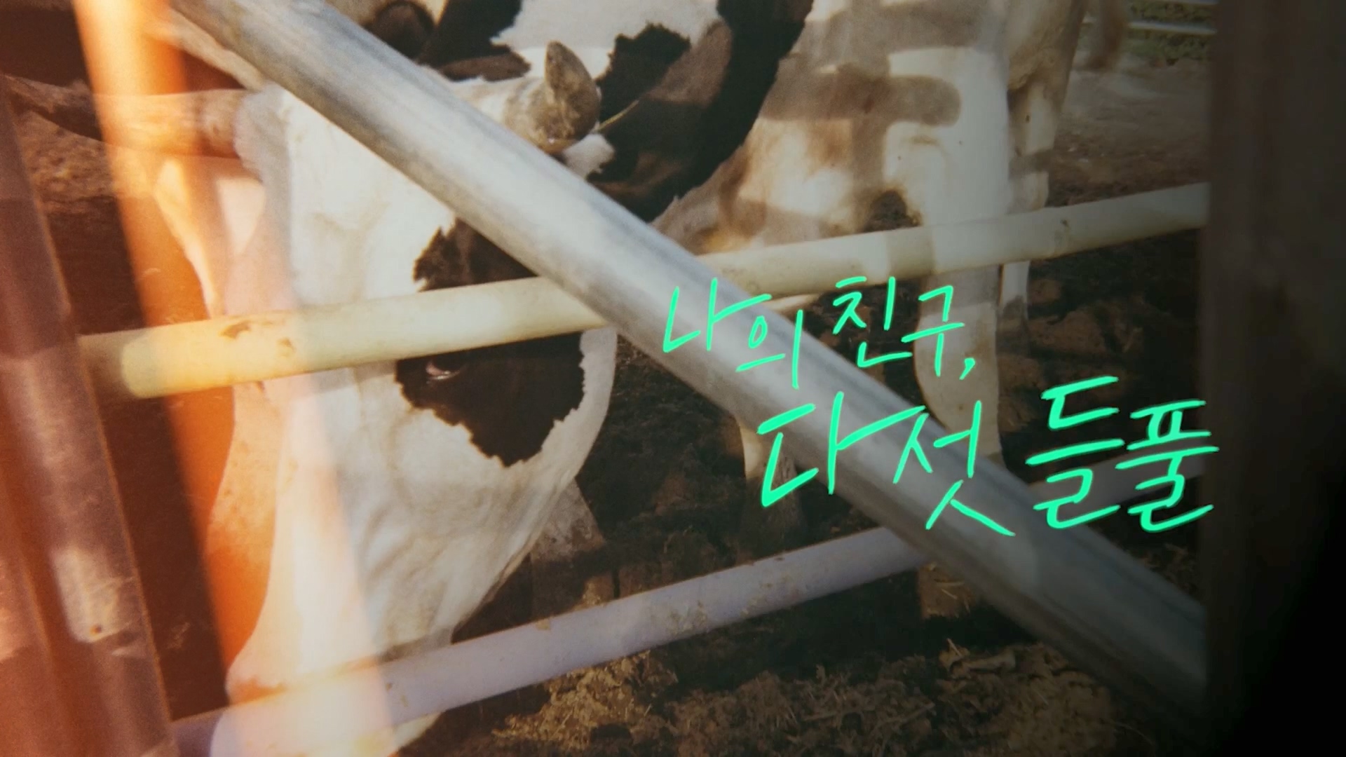 특집 다큐 나의 친구, 다섯 들풀.240119p.H264-F1RST.mp4_20240121_150141.794.jpg