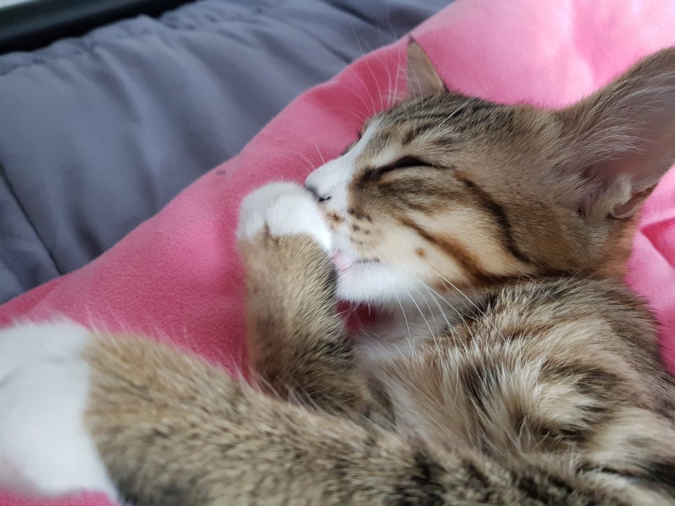  고양이 그루밍 심하게 한다면 그 이유는?