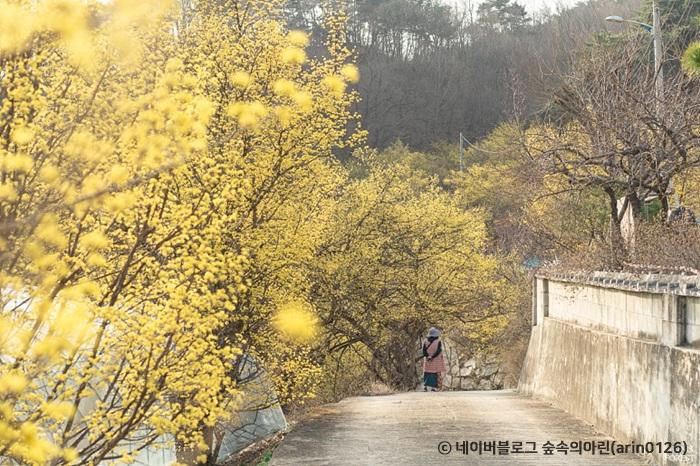  내 마음은 이미 봄!인생 사진 건지는 봄꽃 여행지