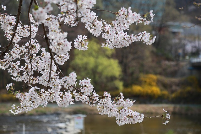 2024 벚꽃개화시기 봄꽃개화시기 축제
