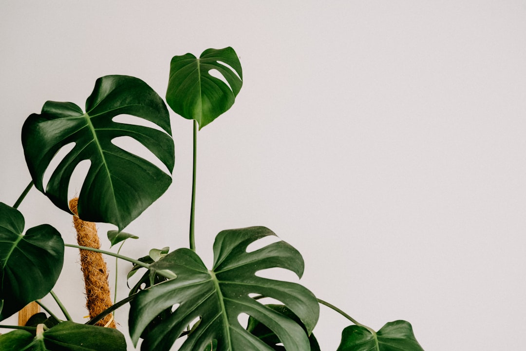Houseplant