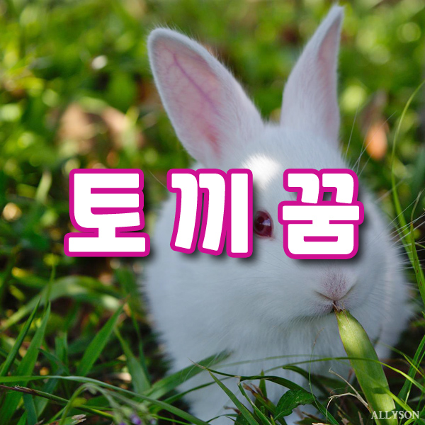 토끼 꿈해몽 상황 색깔별 길몽 흉몽 태몽 풀이