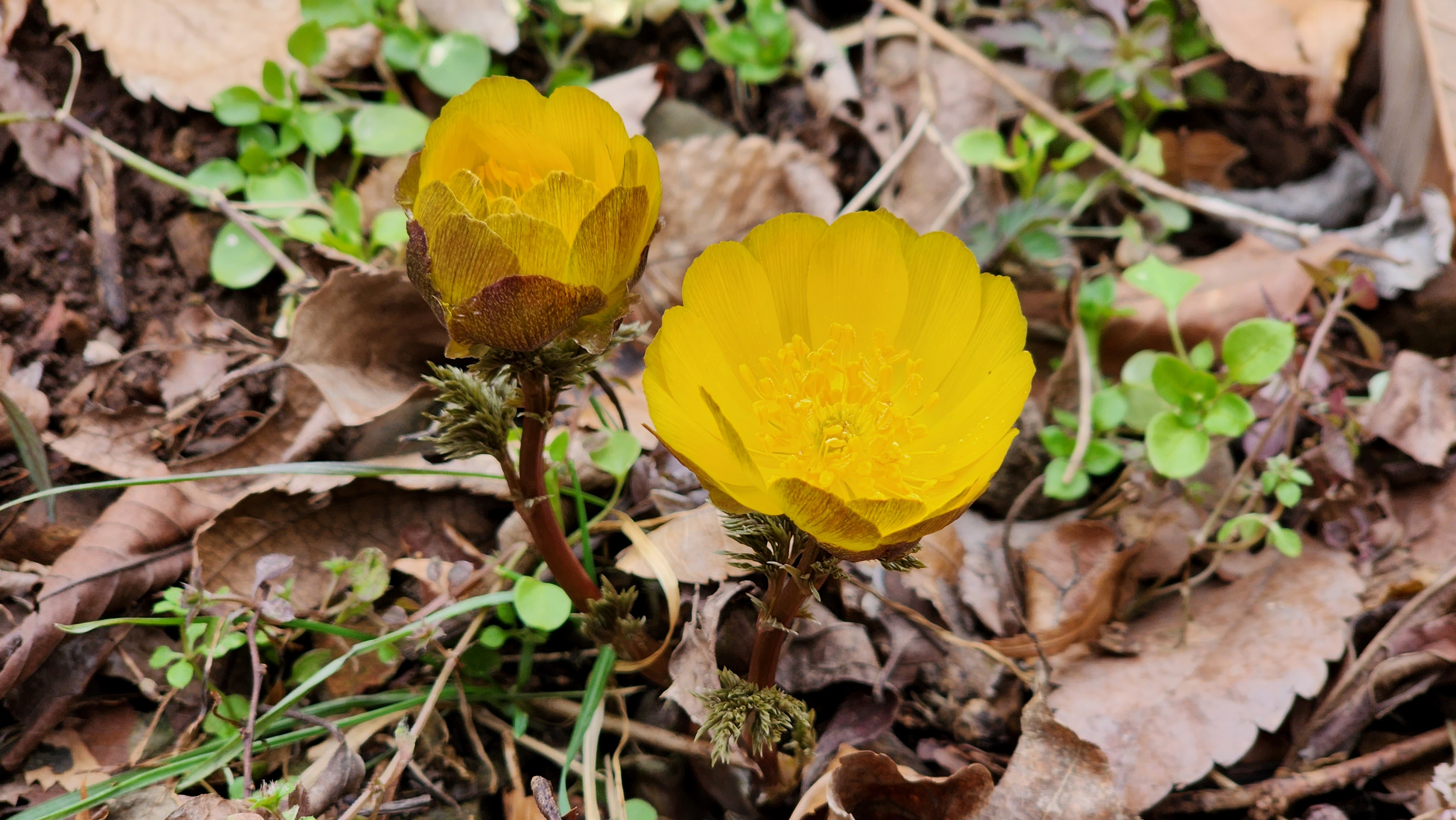 불명산(佛明山) 복수초(福壽草)