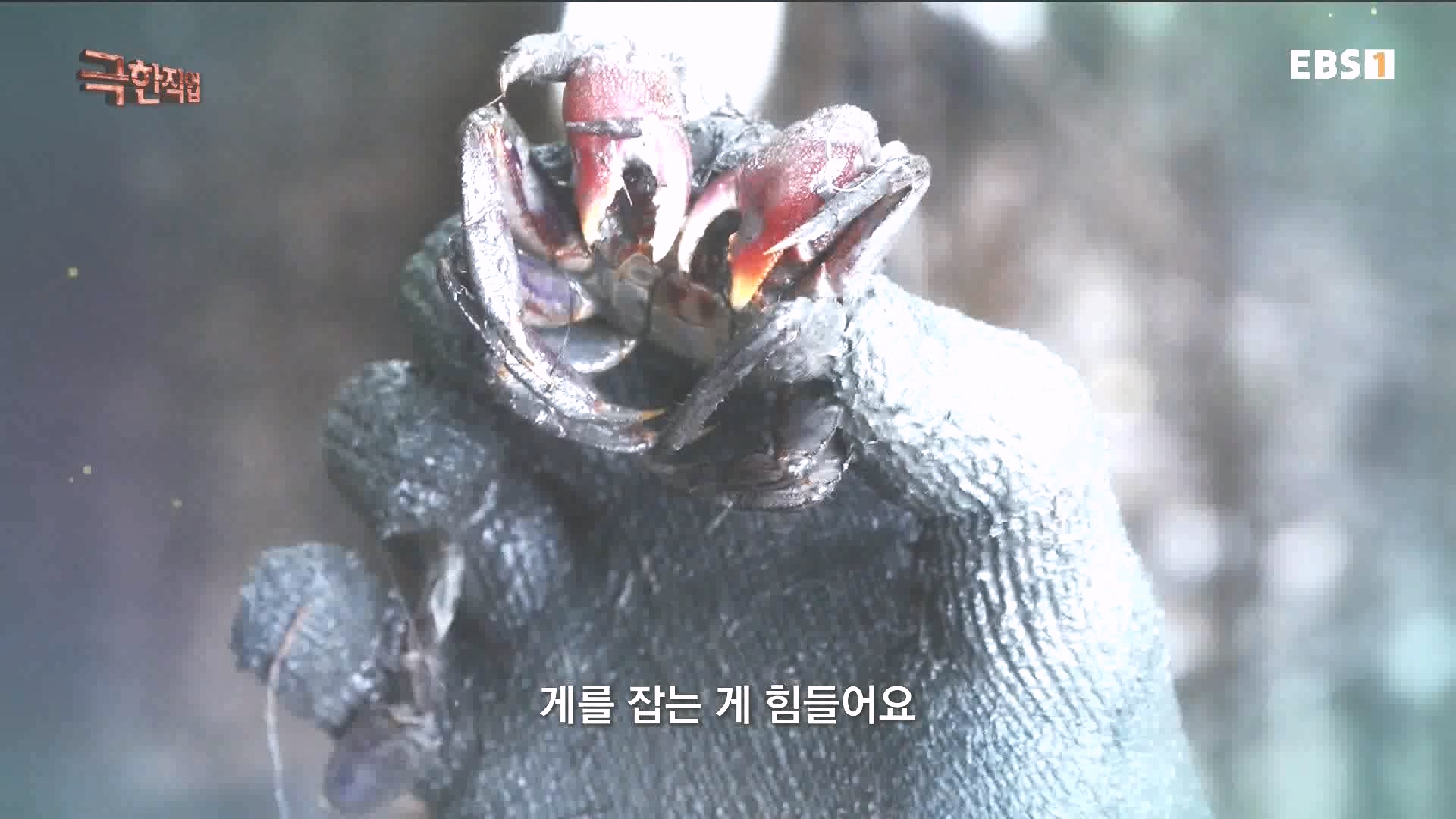 물뱀 사냥과 맹르로브숲의 게잡이 231021.mp4_20231025_211944.388.jpg