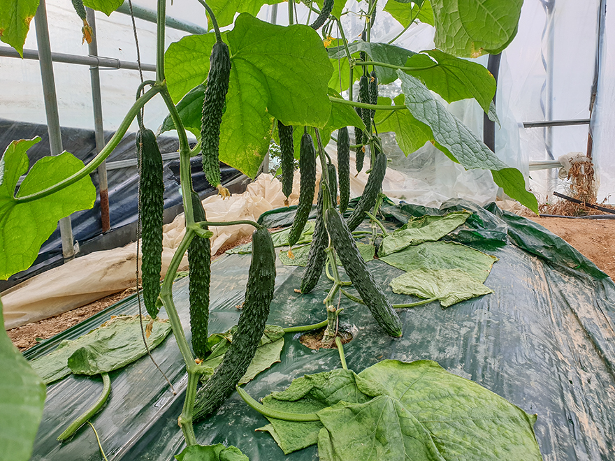 가을 오이 첫 수확과 시금치 파종 준비 2