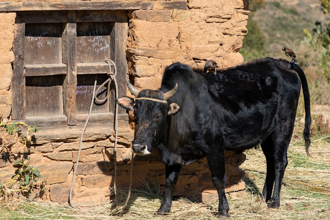 Ox