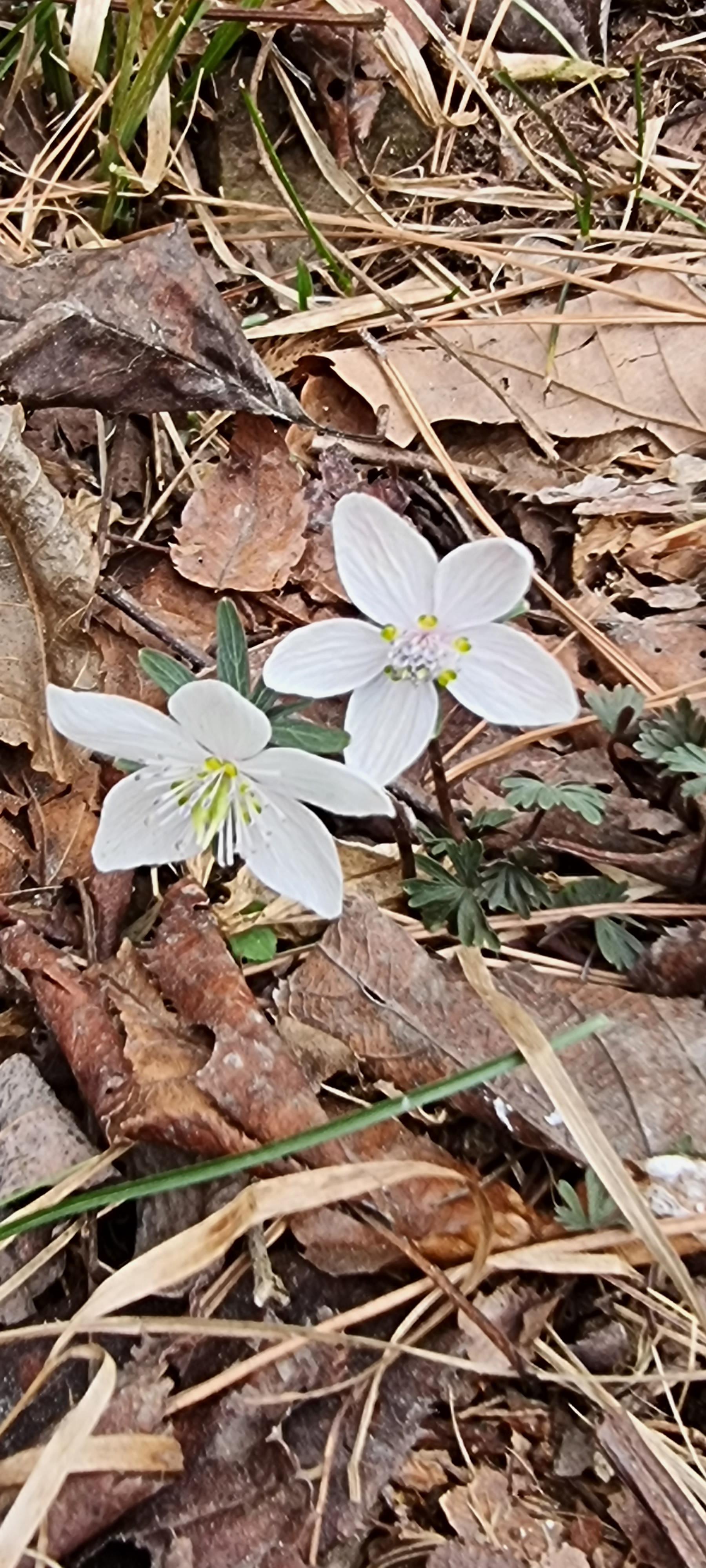 변산바람꽃 48