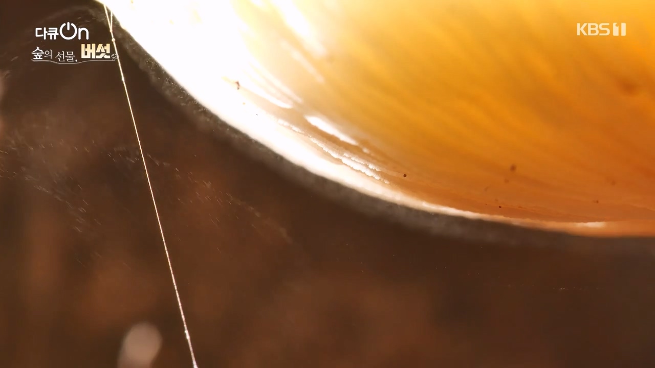 다큐 온.E227.231120p-NEXT.mp4_20231121_202000.340.jpg