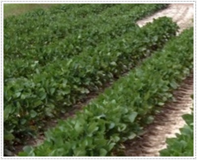 칡 (kudzu) 재배및번식방법 - 농촌의 소득작물이 되다