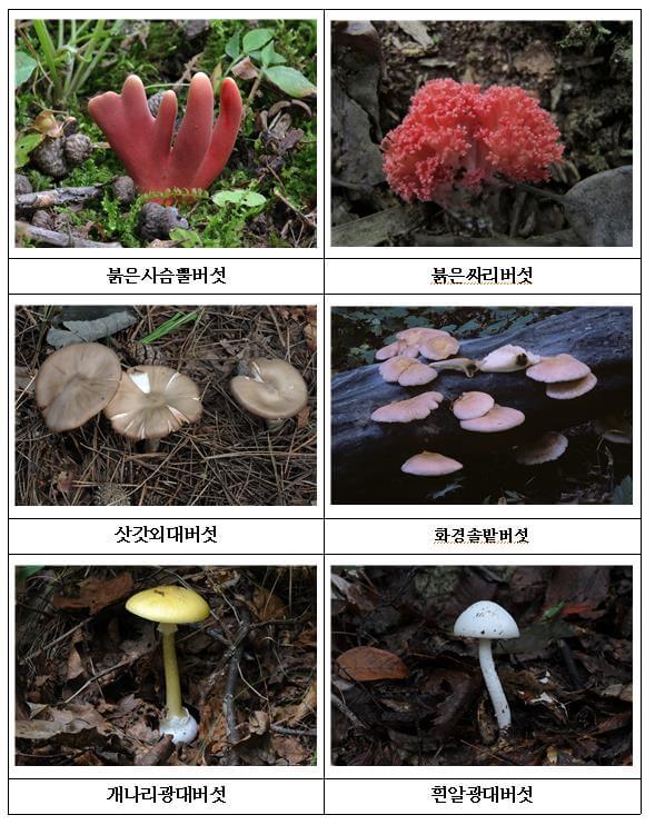장마 후 주의해야 할 독버섯 6종 사진
