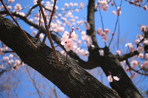 2023년 벚꽃개화시기&amp;#44;축제일정&amp;#44;명소추천