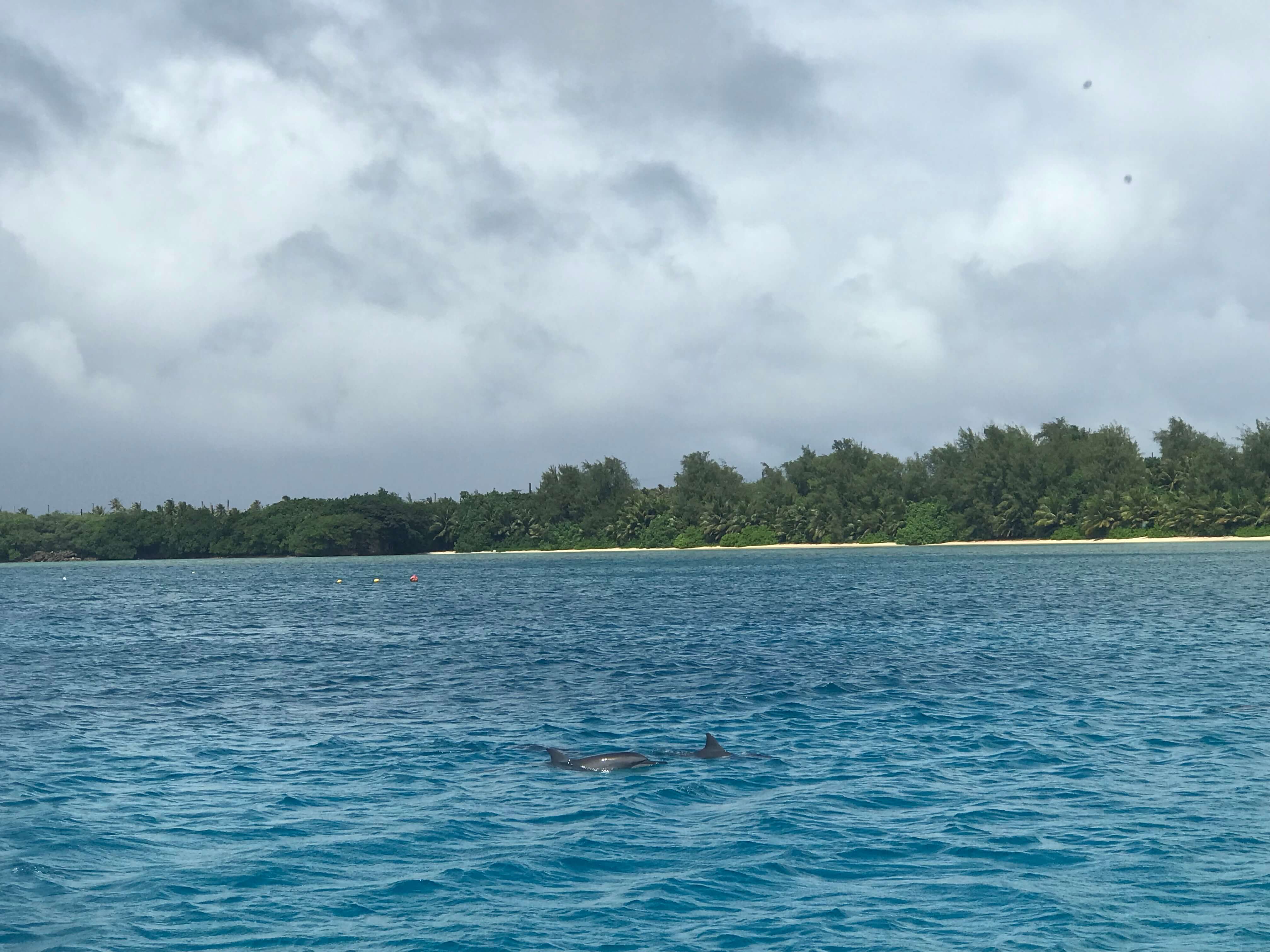 괌 돌핀크루즈 고래들 