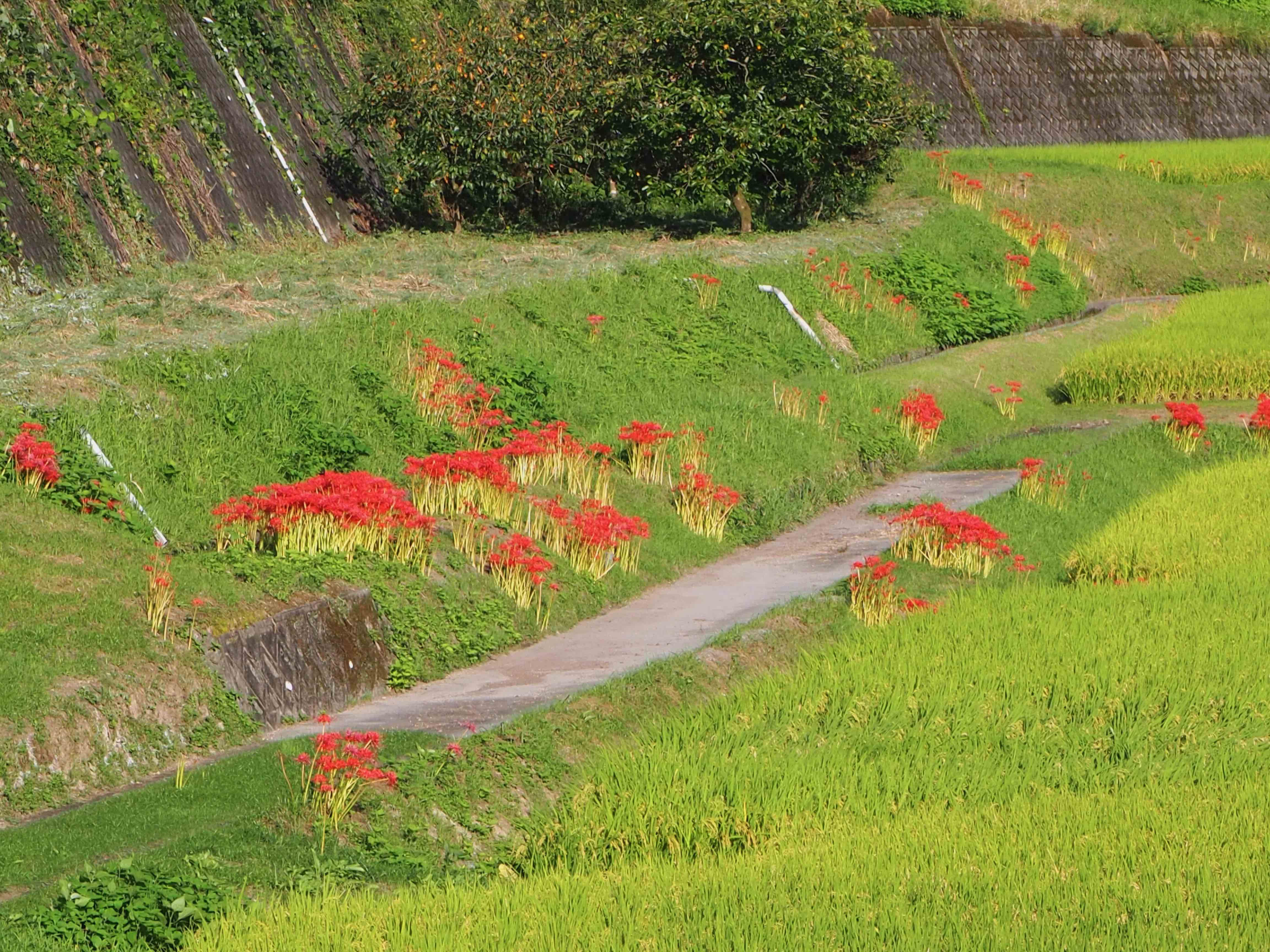 사진-9월 가고시마 