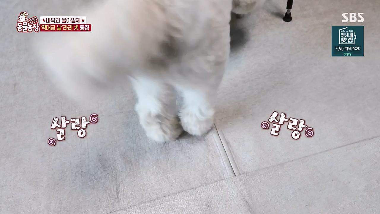 TV 동물농장.E1187.240902p-NEXT.mp4_20240901_155448.171.jpg