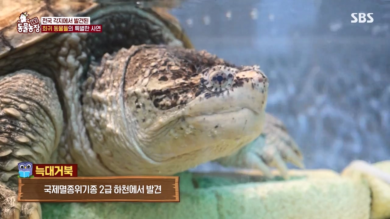 TV 동물농장.E1156.240129p-NEXT.mp4_20240128_191739.044.jpg