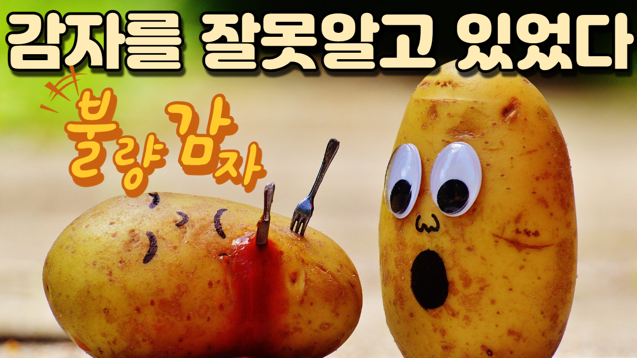  감자의 효능