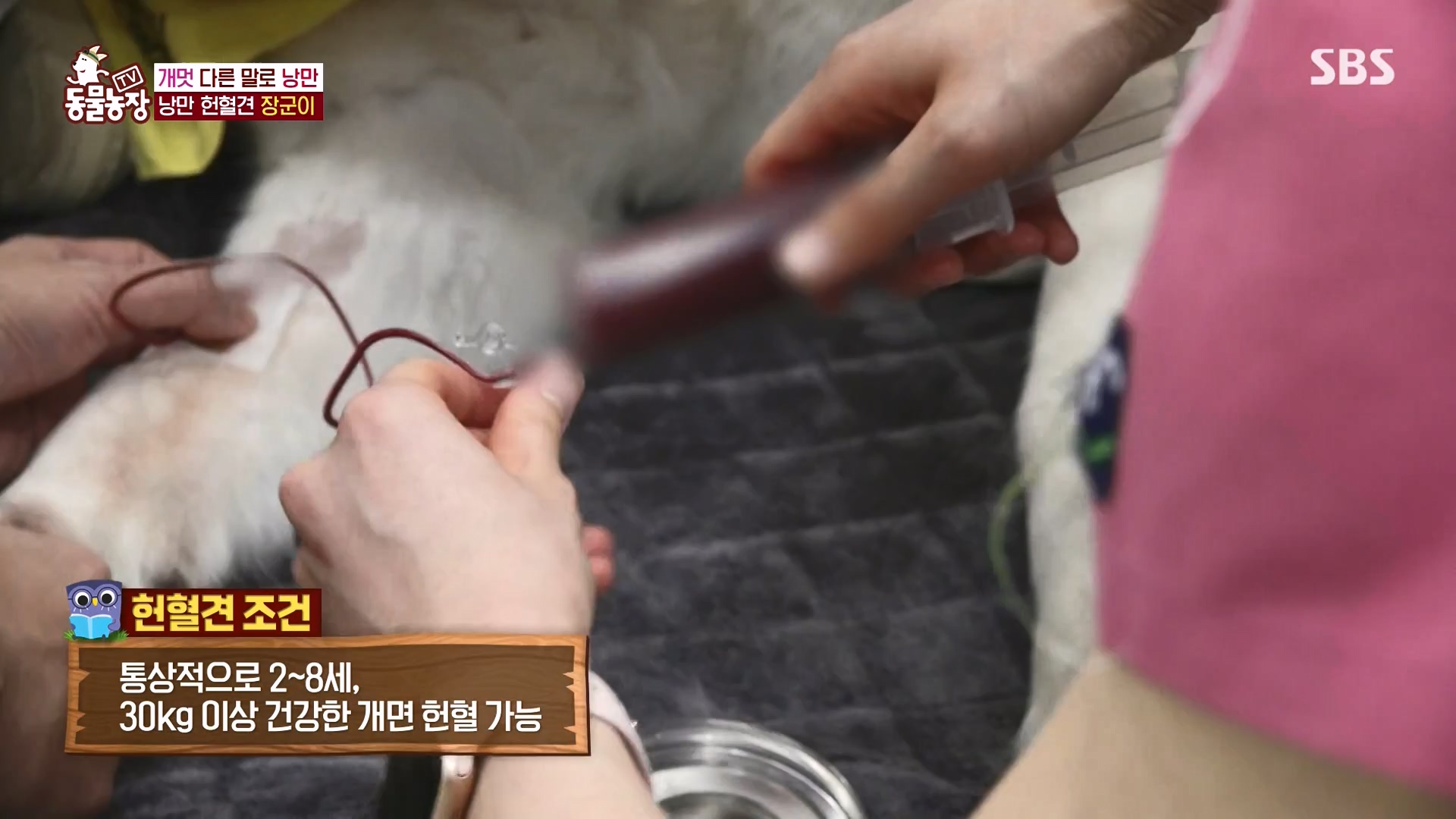 TV 동물농장.E1166.240407p-NEXT.mp4_20240407_164458.334.jpg