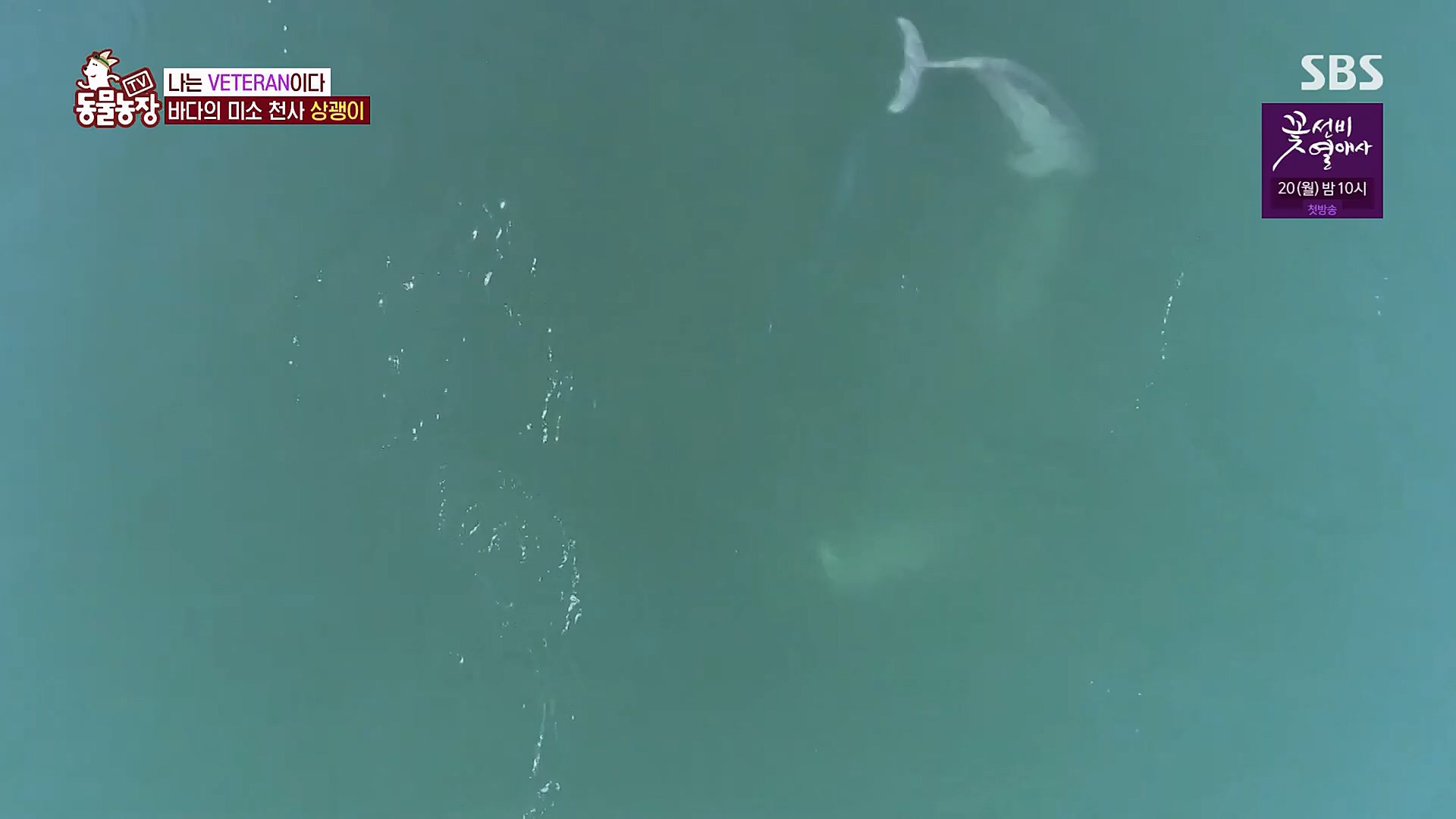 TV 동물농장.E1111.230312p.H264-F1RST.mp4_20230312_180004.490.jpg