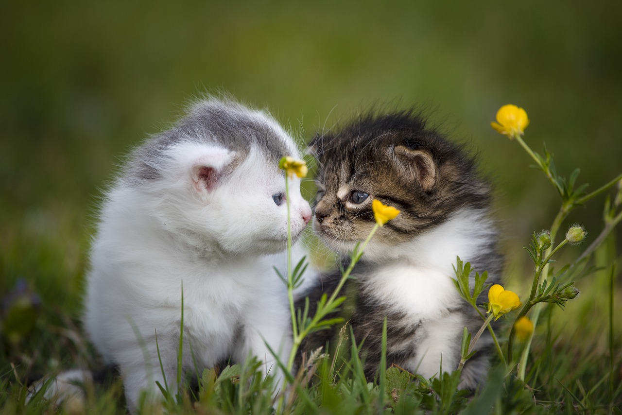  고양이꿈 해몽 다양한 뜻이 있네요~