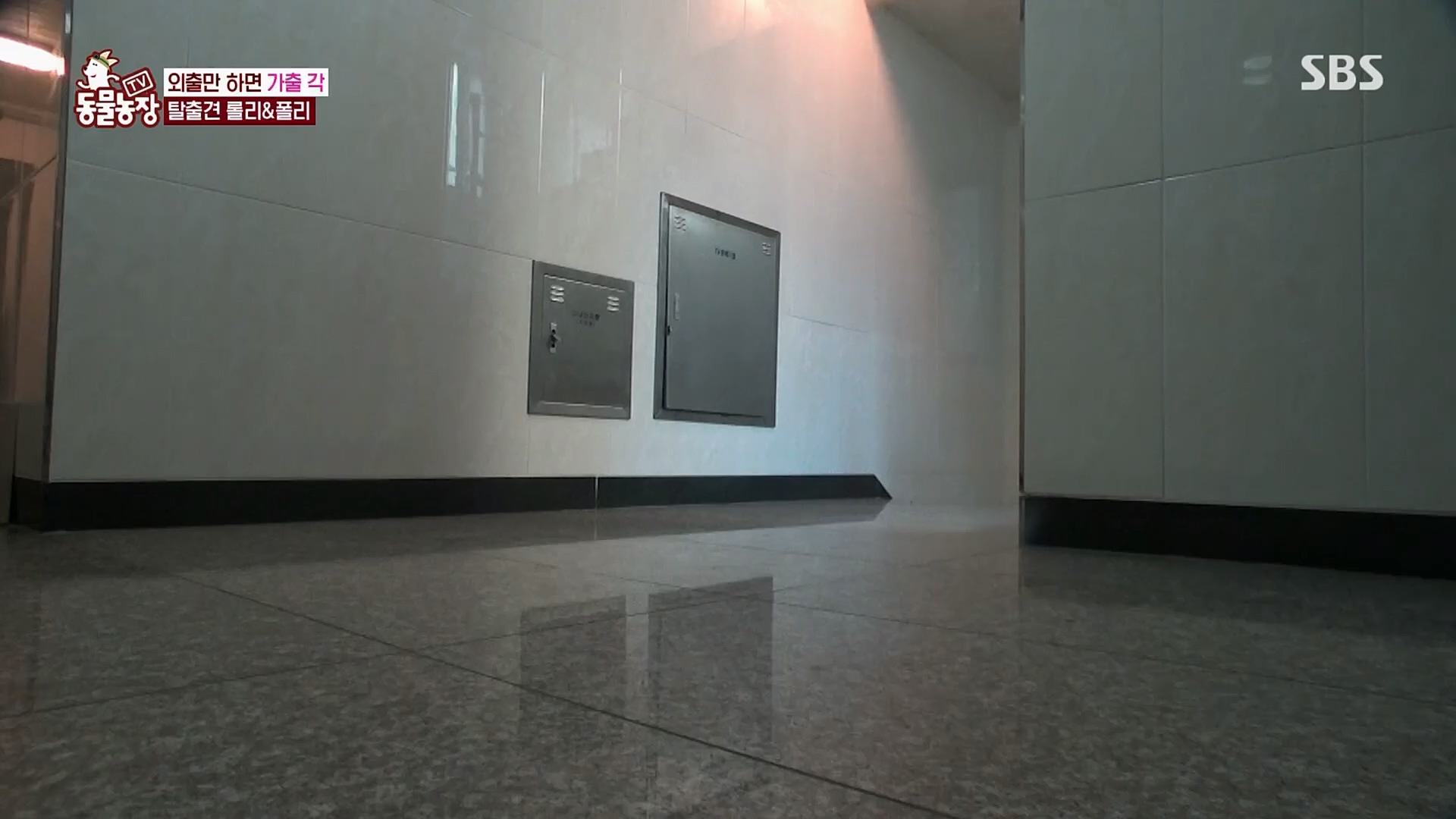 TV 동물농장.E1109.230226p.H264-F1RST.mp4_20230226_161911.020.jpg