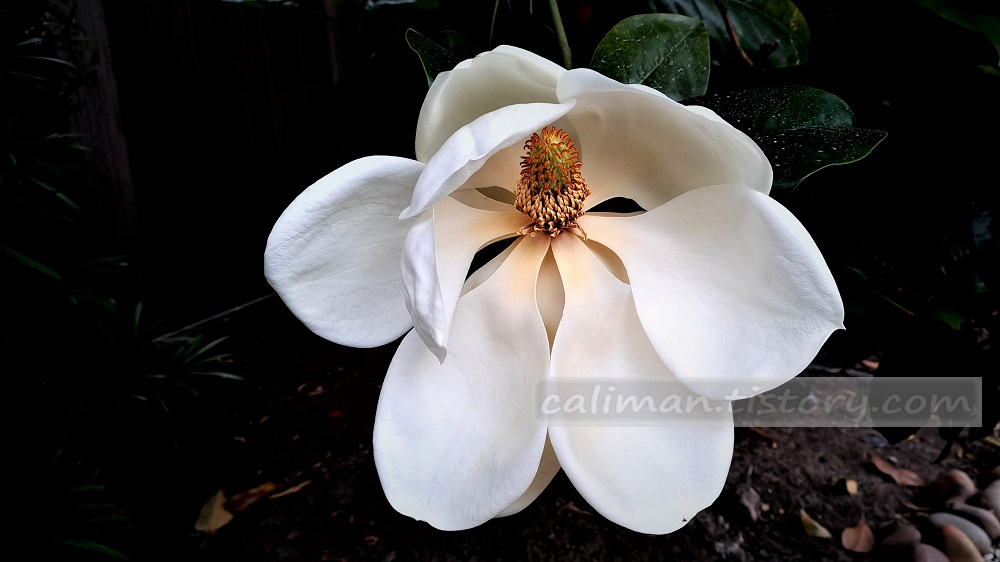 남부 목련(Southern magnolia)