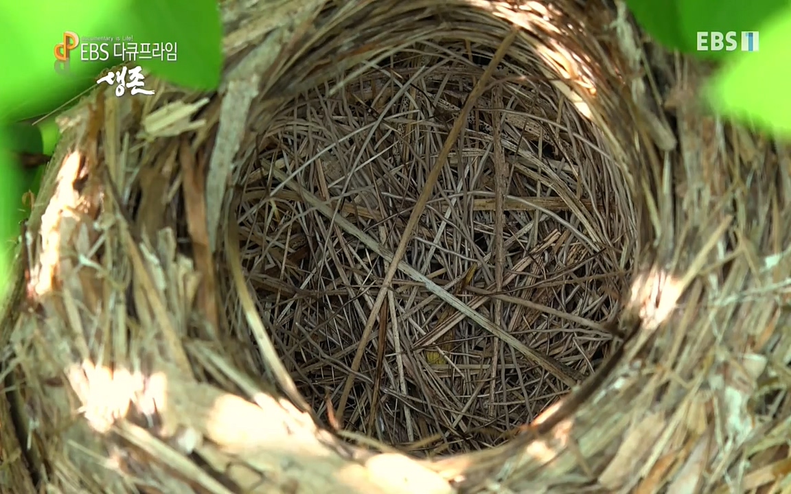 생존 3부_ EBS 다큐프라임_ 220629.avi_20220701_203537.744.jpg