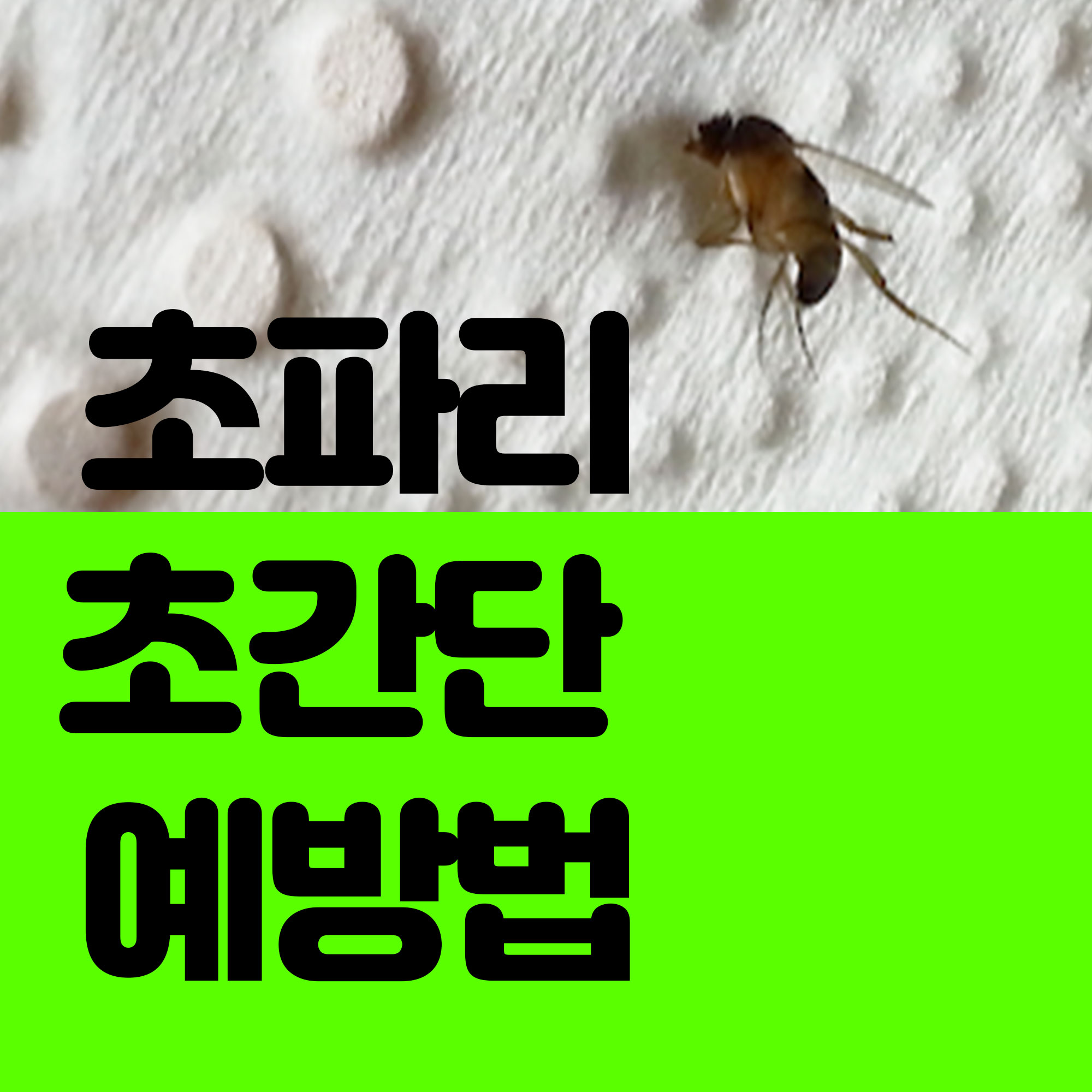  초파리없애는법