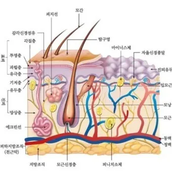 피부 구조와 기능 표피 진피 피하조직 위치 역할_9