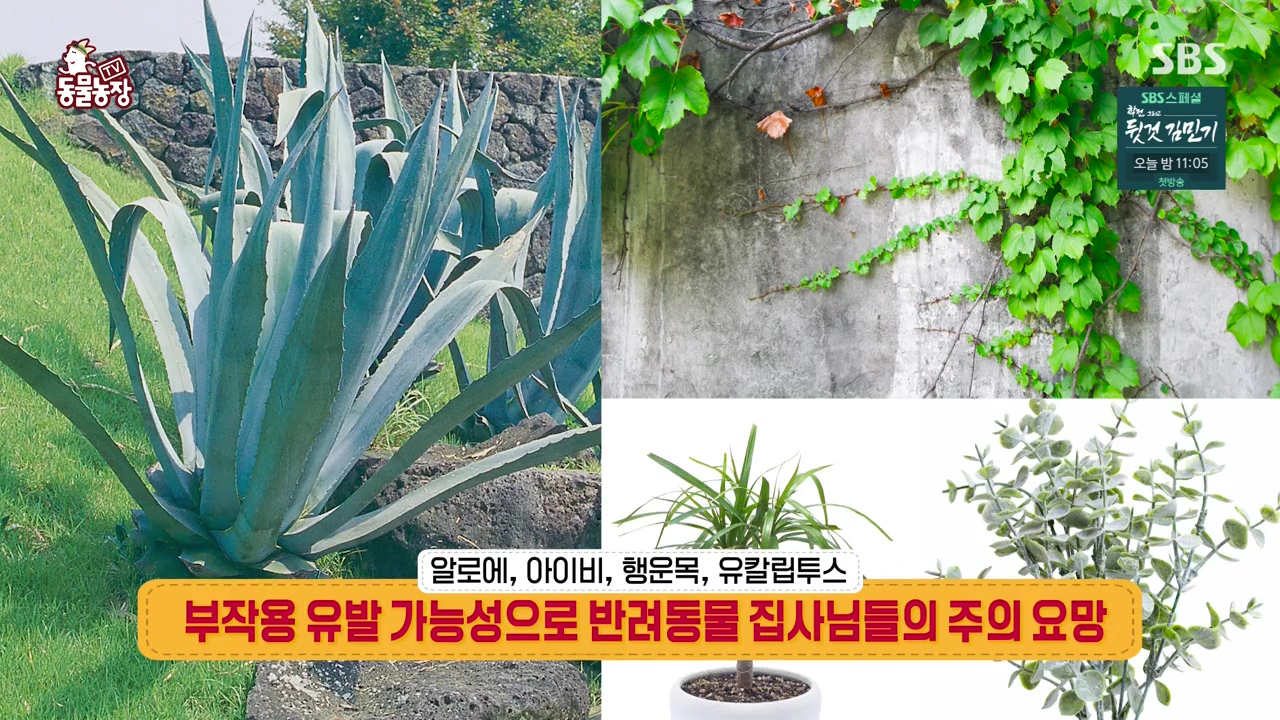 TV 동물농장.E1168.240422p-NEXT.mp4_20240421_163111.048.jpg