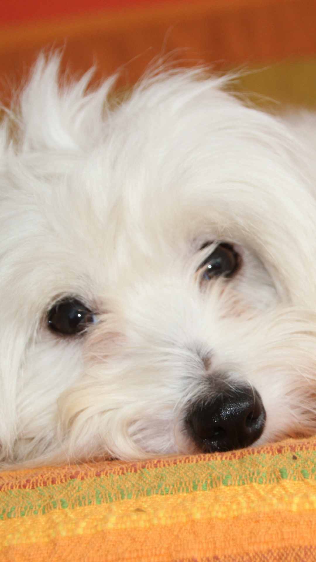 Dog Animal Background iPhone Wallpaper