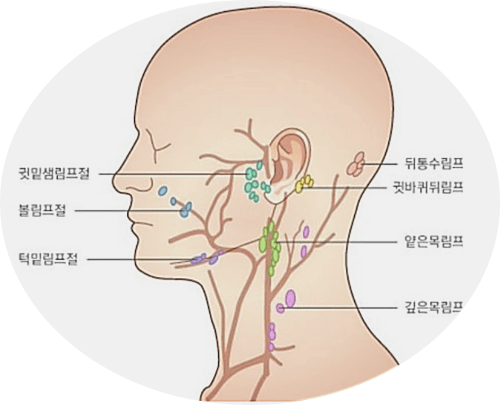 살색으로된-남성의-목에서-머리-부분이-그림으로-그려져-있고-그림-안에-림프절의-위치가-적혀-있다