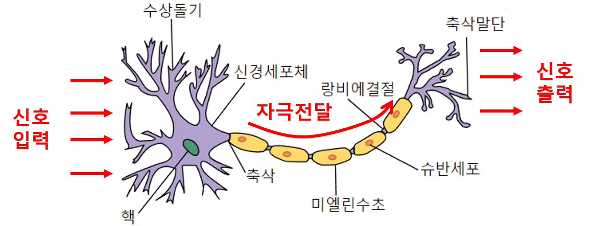 뉴런-신호전달