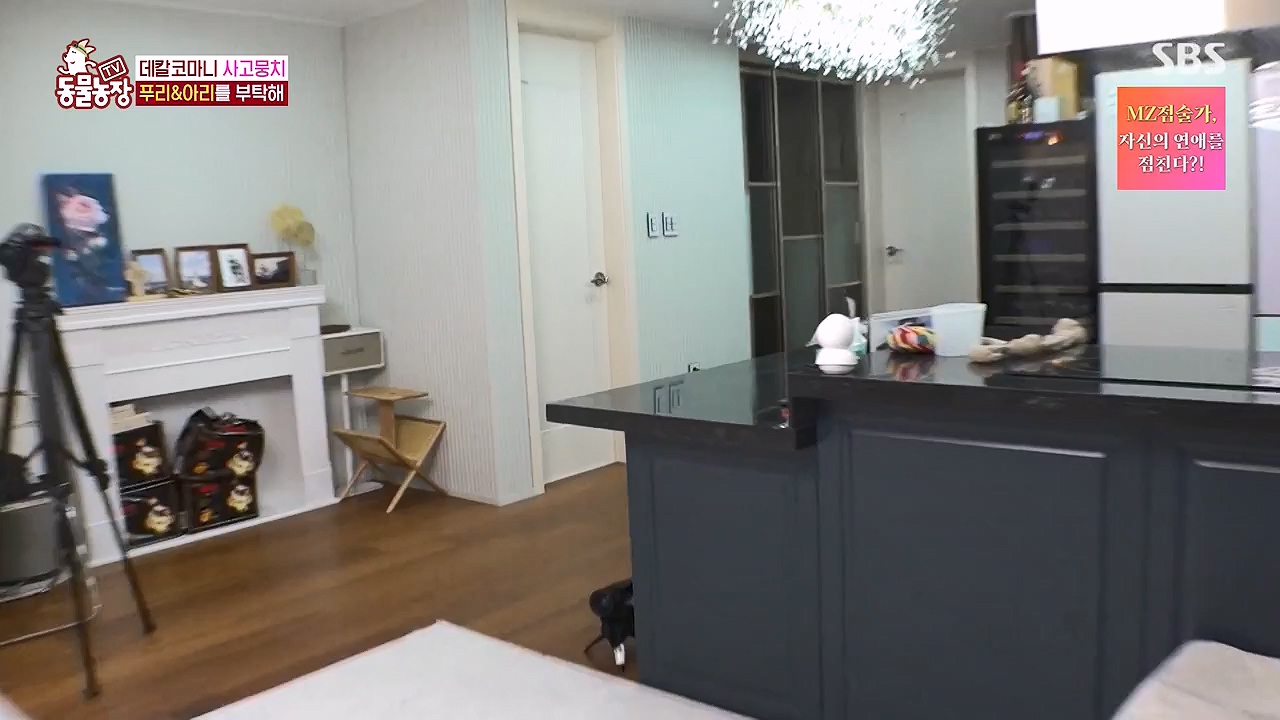 TV 동물농장.E1175.240610p-NEXT.mp4_20240609_160234.693.jpg