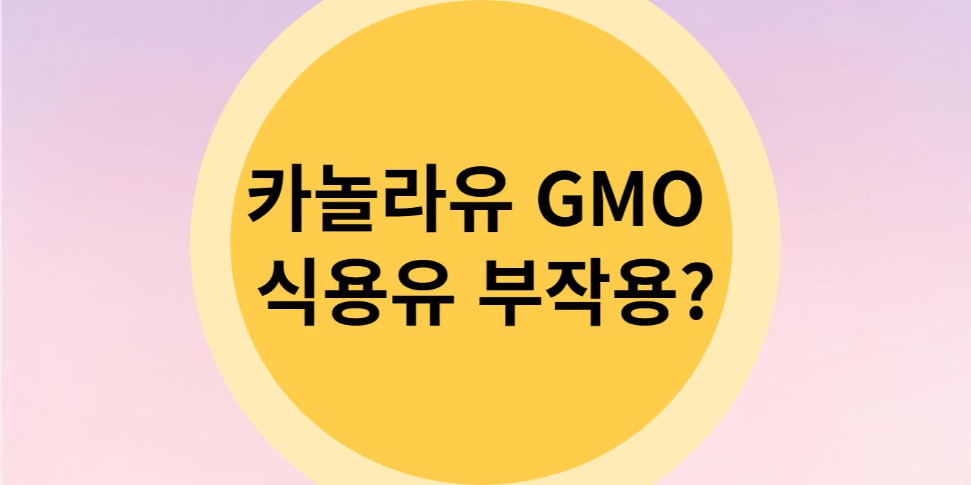 카놀라유 GMO 식용유 부작용
