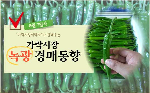  [경매사 일일보고] 8월 7일자 가락시장 녹광 경매동향을 살펴보겠습니다!