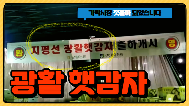  드디어 시작된 하우스감자 끝판왕! "광활햇감자"