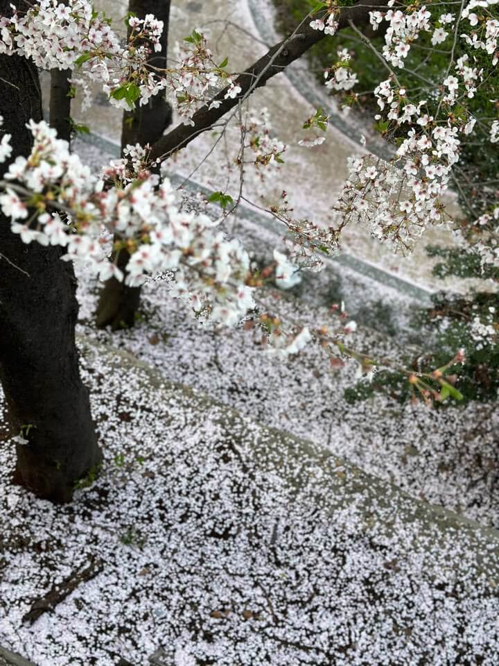벚꽃축제 화담숲 모노레일