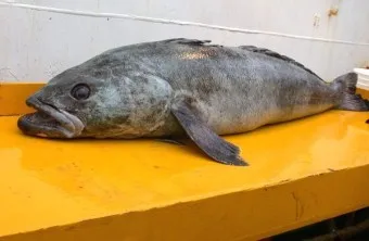 메로 이미지