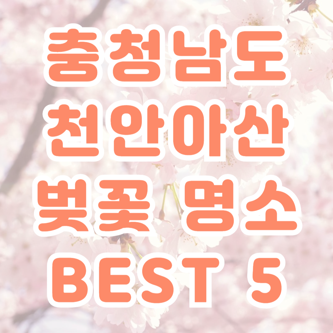 충청남도 천안아산 벚꽃명소 BEST5