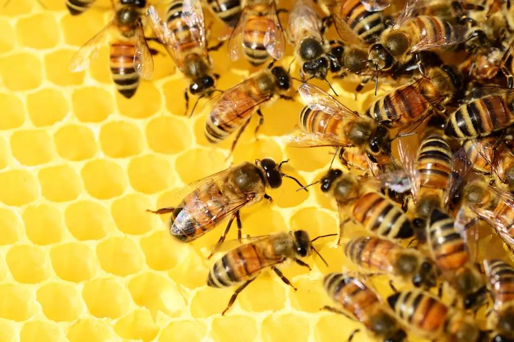 벌집에 앉아있는 꿀벌들