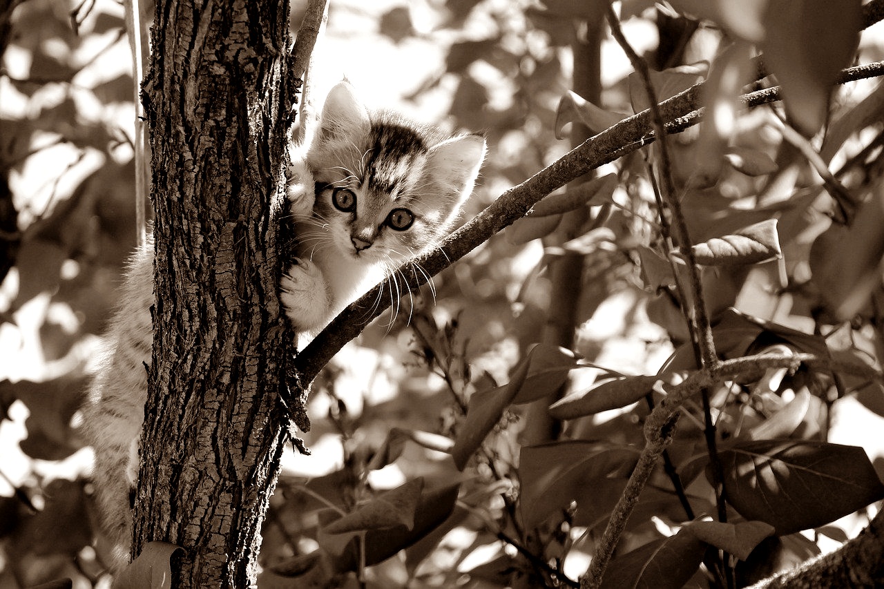 나무에-올라간-고양이