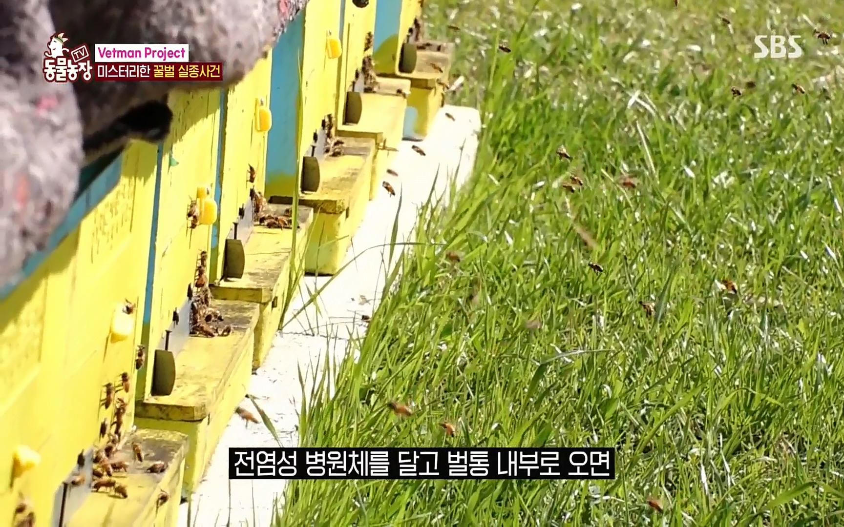 TV 동물농장.E1072.220605p.H264-F1RST.mp4_20220605_180636.504.jpg