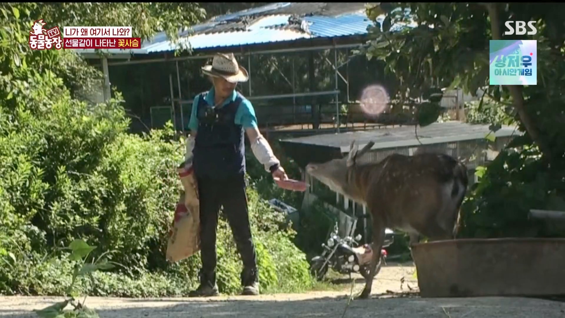 TV 동물농장.E1139.230924p.H264-F1RST.mp4_20230924_171520.453.jpg